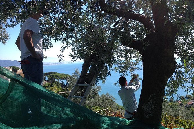 Private Vineyard Visit: Wine Tasting, Local Delicacies & Ceramics - Who This Tour Fits Best (And Who Should Think Twice)