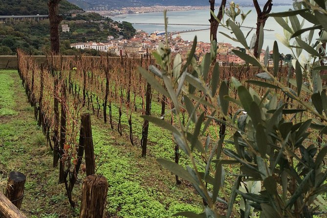 Private Vineyard Visit: Wine Tasting, Local Delicacies & Ceramics - Book It or Skip It: My Decision Guide