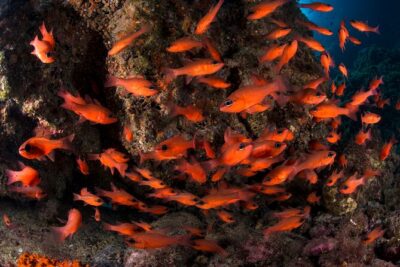 Snorkeling with Marine Biologist Expert from Sorrento