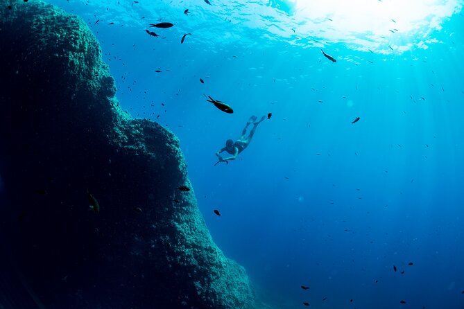 Snorkeling with Marine Biologist Expert from Sorrento - What You Can See: Barracudas, Bream, Seahorses, and More