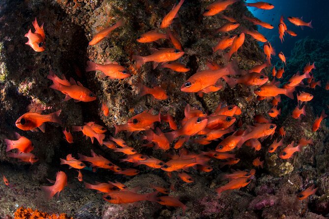 Snorkeling with Marine Biologist Expert from Sorrento - The 4-Hour Flow: Coastal Briefing, Boat Time, and Several Water Stops