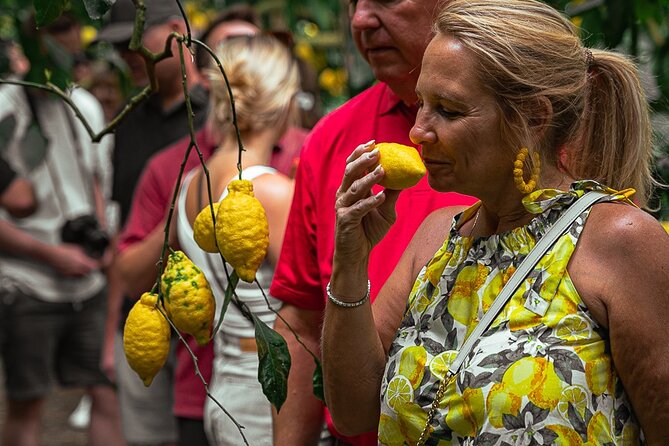 Sorrento Ape Tour, Lemon Garden, Mozzarella Show & Pizza Class - Schiazzano Lemon Groves: The Start That Gets Your Appetite Right