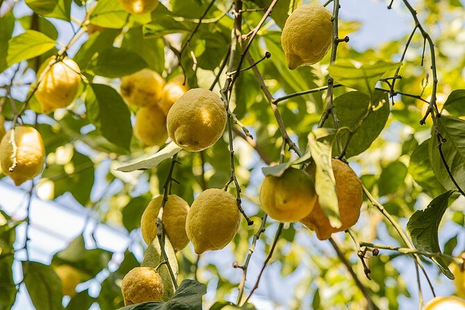 Sorrento Ape Tour, Lemon Garden, Mozzarella Show & Pizza Class - Should You Book the Sorrento Ape Tour with Lemon Garden, Mozzarella Show, and Pizza Class?