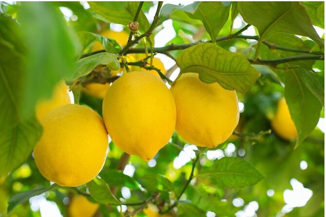 Sorrento: at the Vivaio by E-Bike with Limoncello Tasting - Key highlights you should care about