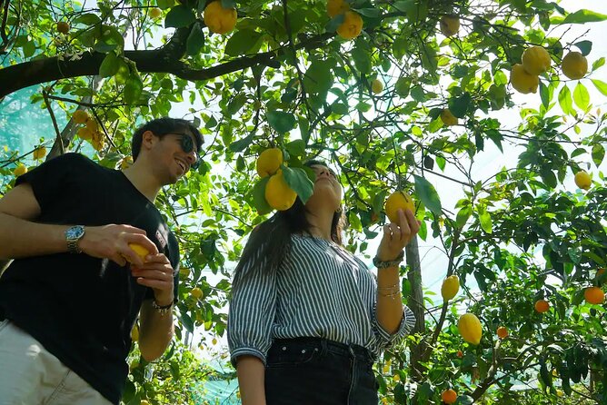 Sorrento: Authentic Lemon Experience at a Farm with Tastings - What the 90 Minutes Look Like on a Sorrento Coast Lemon Farm