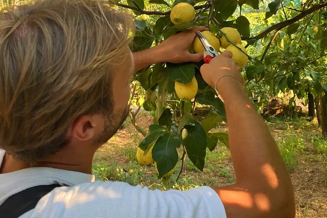 Sorrento: Authentic Lemon Experience at a Farm with Tastings - Getting to Via dei Platani, 12 Without Losing the Afternoon