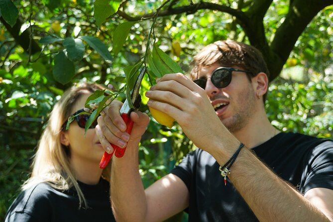 Sorrento: Authentic Lemon Experience at a Farm with Tastings - Guided Lemon Picking in a Working Grove (And Why It Feels Better Than a Souvenir Stop)