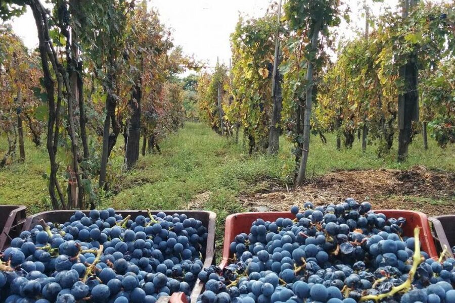 Sorrento: Family Farm Experience with Lunch - Quick hits before you go