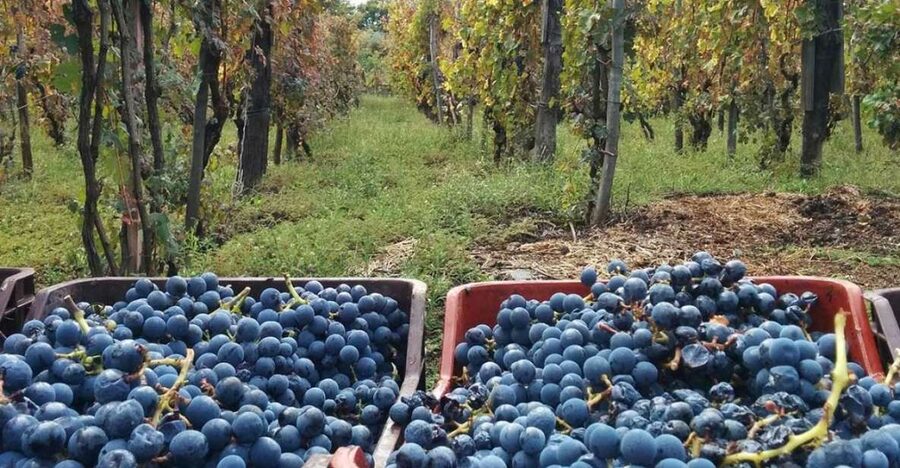 Sorrento: Family Farm Experience with Lunch - Where you meet at Hotel Cesare Augusto (and what that implies)