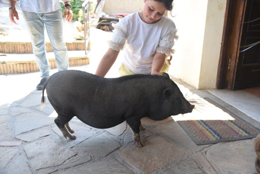 Sorrento: Farm Tour with Cheese Tasting & Pizza Making Class - Your 4-hour schedule: from animals and crops to vineyard and oil area