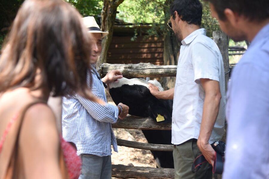 Sorrento: Farm Tour with Cheese Tasting & Pizza Making Class - Pizza-making class: dough in your hands, then lunch on your plate