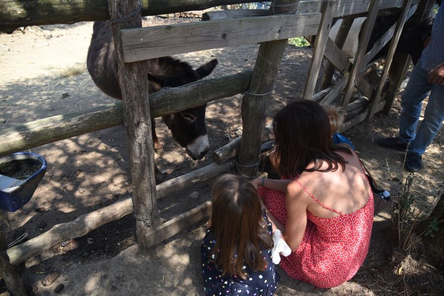 Sorrento: Farm Tour with Cheese Tasting & Pizza Making Class - Who should book this pizza and mozzarella farm tour