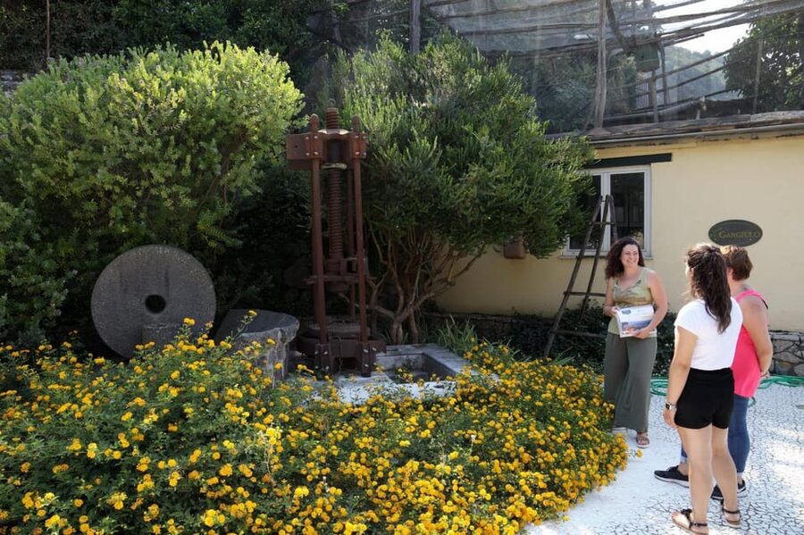 Sorrento: Guided Olive Mill Visit with Tastings - Key points at a glance
