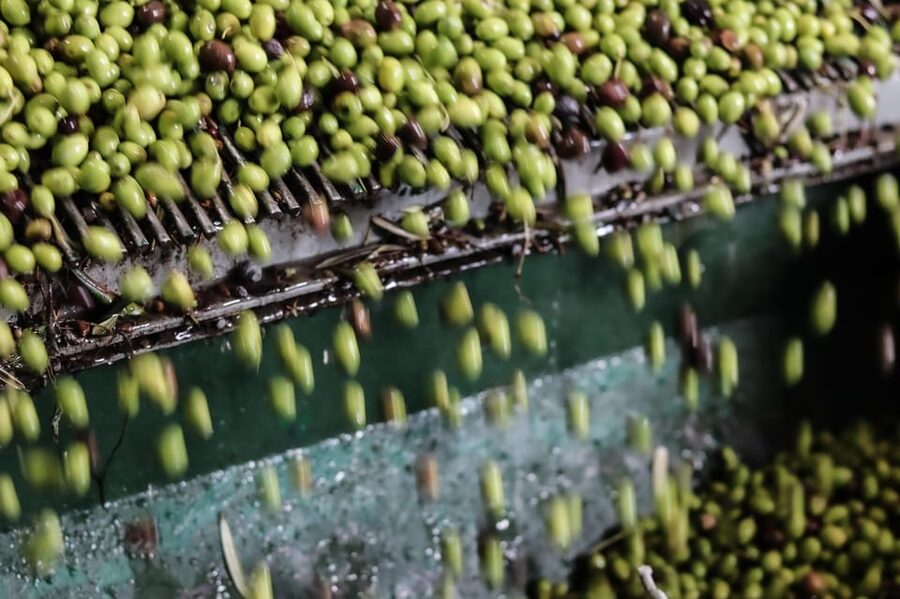 Sorrento: Guided Olive Mill Visit with Tastings - Pickup, olive groves, and a mill you can taste