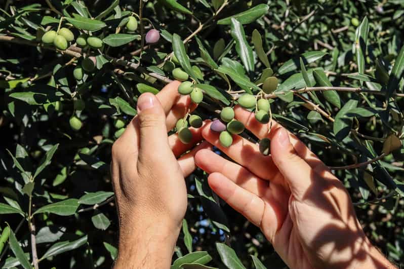 Sorrento: Guided Olive Mill Visit with Tastings - The oil tasting: 15 oils, around 20 blends, and how to tell them apart