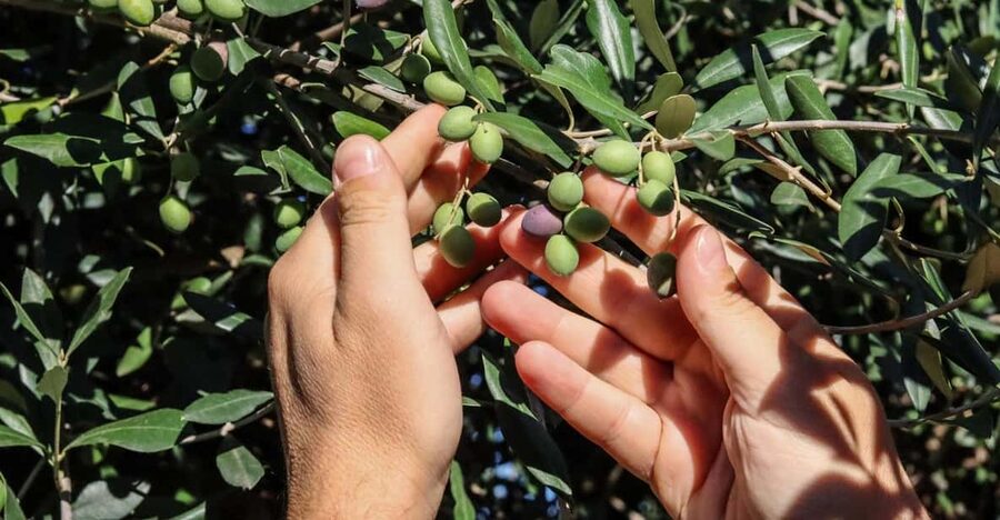 Sorrento: Guided Olive Mill Visit with Tastings - Guide style and the small details that affect your experience