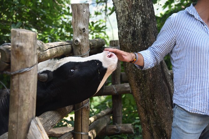 Sorrento Half-Day Farm Experience: Pizza, Cheese Making and Wine - Cheese Tasting and Cheese Making: Mozzarella to Ricotta