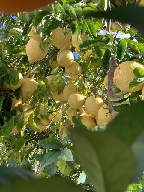 Sorrento: Lemon Garden Tour with Marmalade Tasting - Key things to know before you go