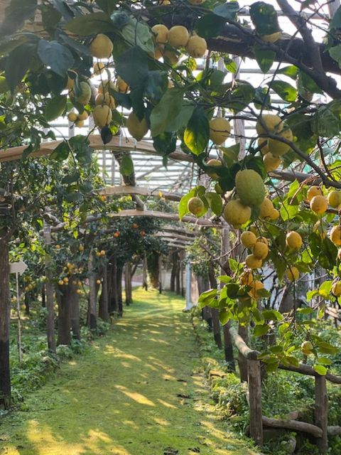 Sorrento: Lemon Garden Tour with Marmalade Tasting - The guided grove walk: Pergola growing, grafting, and old olive trees
