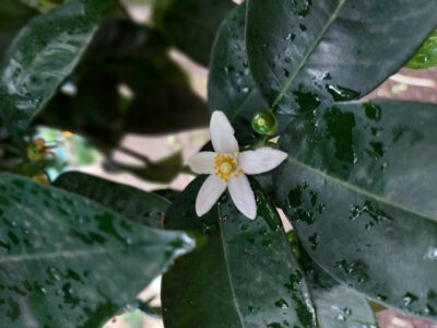 Lemon Garden Tour with Marmalade Tasting