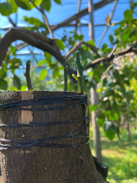 Sorrento: Lemon Garden Tour with Marmalade Tasting - Price and value: is $47 per person worth it?