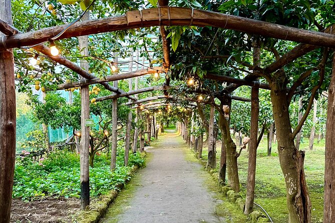 Sorrento Lemon Grove Experience with Local Product Tasting - La Limonaia lemon grove, right in the middle of Sorrento
