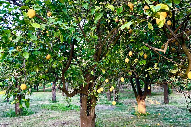 Sorrento Lemon Grove Experience with Local Product Tasting - How this tour fits with Sorrento plans, and when to add lunch