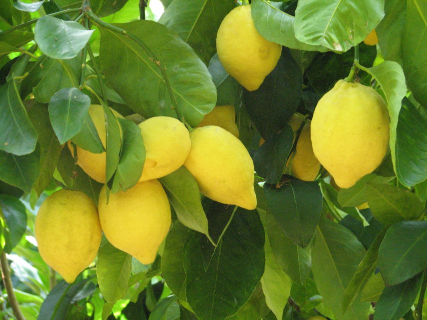 Sorrento: Lemon, Olive Oil and Wine Tasting Tour with Lunch - Olive grove walk and the extra-virgin oil process