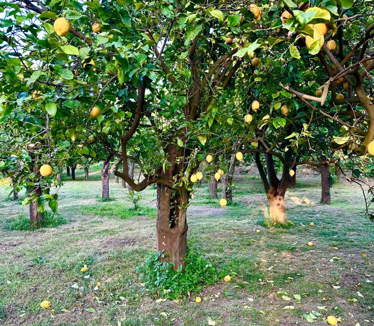 Sorrento Lemon Tour - Key Things You Should Know Before You Go