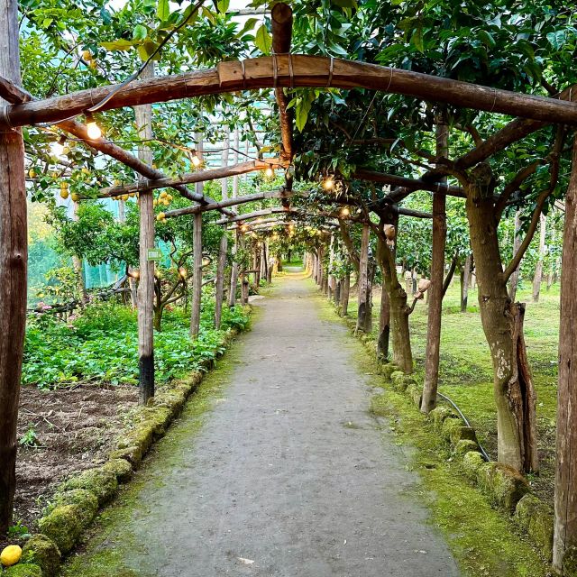 Sorrento Lemon Tour - The Sorrento lemon story, explained in plain language