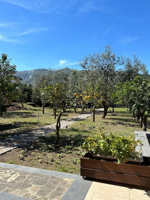Sorrento: Mozzarella experience. Say CHEESE with us! - Lemon orchard tour: the Sorrento lemon story starts on the ground