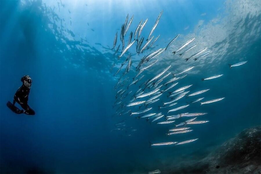 Sorrento: Snorkeling morning tour with a Marine Biologist. - Who This Tour Is Best For