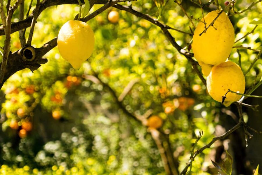 SORRENTO: Sunset Limoncello Making After-Dinner Experience - Pair It with Other Food Classes from the Same Provider
