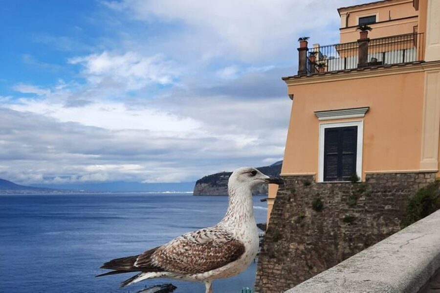 Sorrento: walking in the Grand Tour with stunning landscapes - Chiostro di San Francesco: cloister calm and classical music vibes