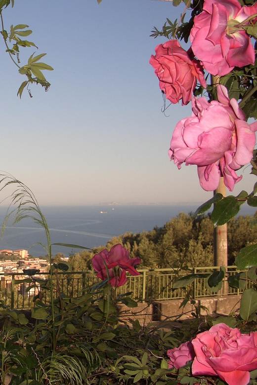 Sorrento: Walking Tour in Lemon Garden w/ Food Tasting - Key Highlights Worth Marking in Your Day