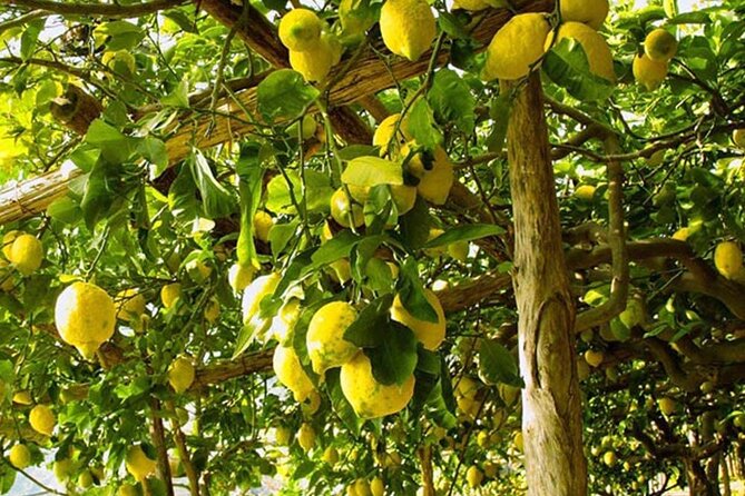 Sorrento Walking Tour & Limoncello Tasting - Where to meet, and why time matters on this route