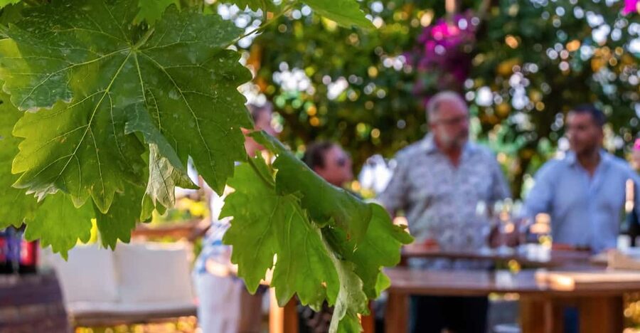 Sorrento: Wine Tasting Overlooking the Sea in a Lemon Grove - The farmhouse garden at Via Casarlano 30