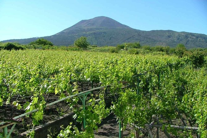 Vesuvius & Vineyard select from Sorrento - Timing on a coach: where your day really goes