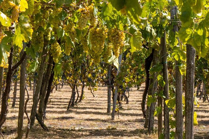 Vesuvius & Vineyard select from Sorrento - Value check: is $122.70 a good deal?