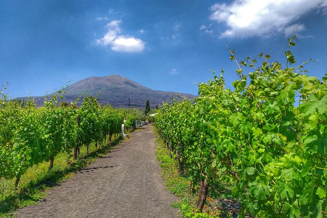 Vesuvius & Vineyard select from Sorrento - Who this tour fits best (and who should skip it)