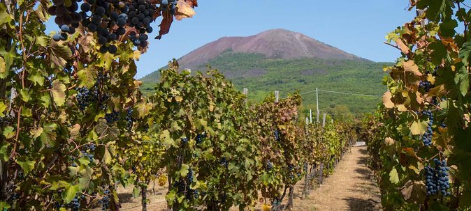 Vesuvius & Vineyard select from Sorrento - Lunch and Lacryma Christi wine tasting at the vineyard