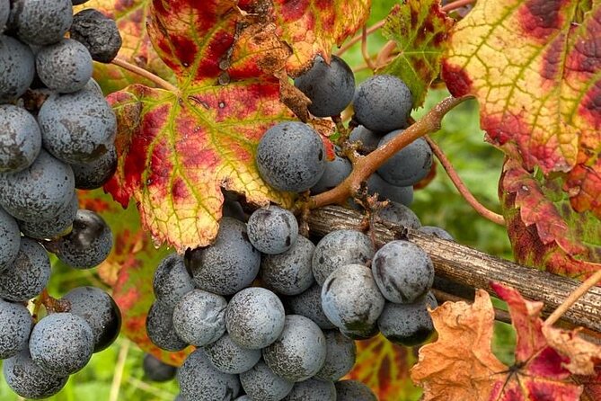 Vineyard experience in Pozzuoli - Key highlights at a glance