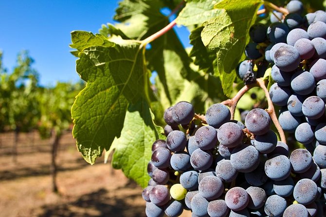 Wine Tour + Pompeii - The winery stop near Vesuvio: what this day is really about